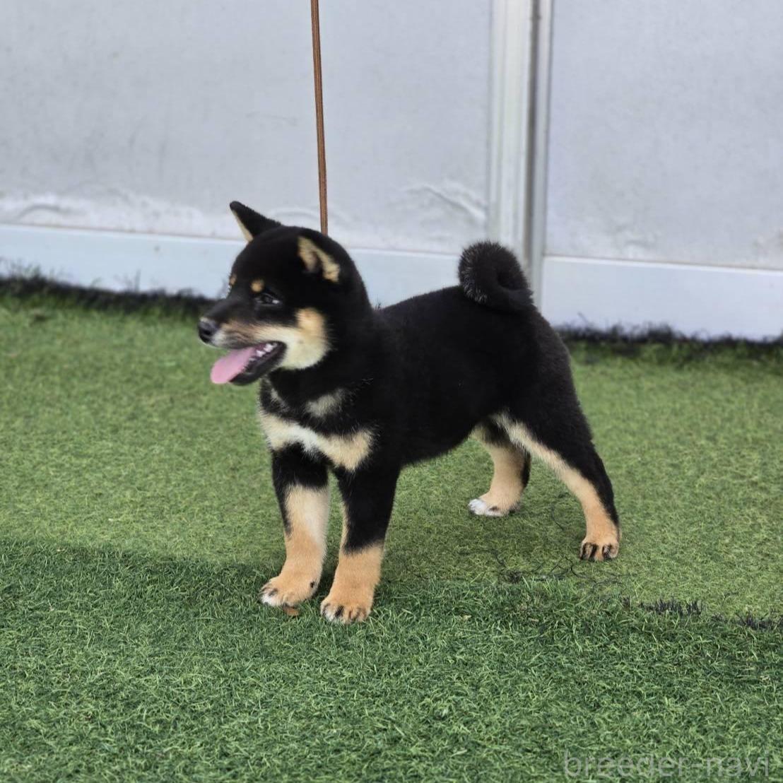 販売中の島根県の柴犬-388861の2枚目