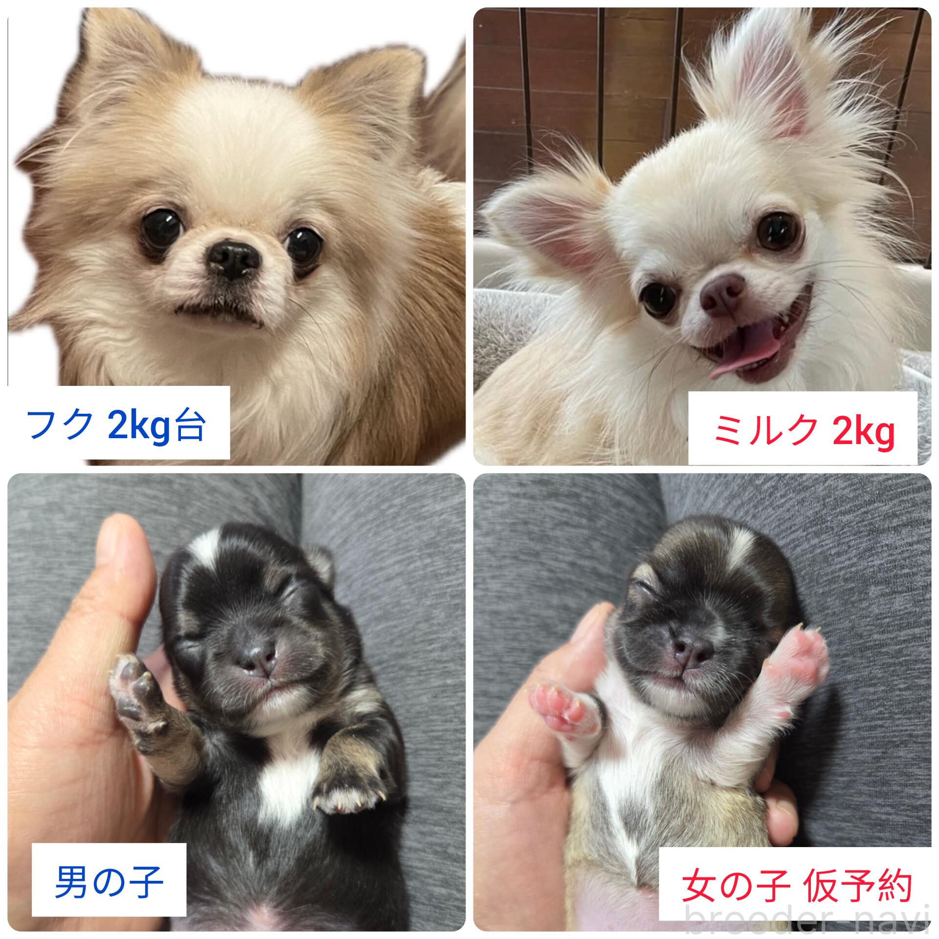 販売中の東京都のチワワ(ロングコート)-390059の2枚目