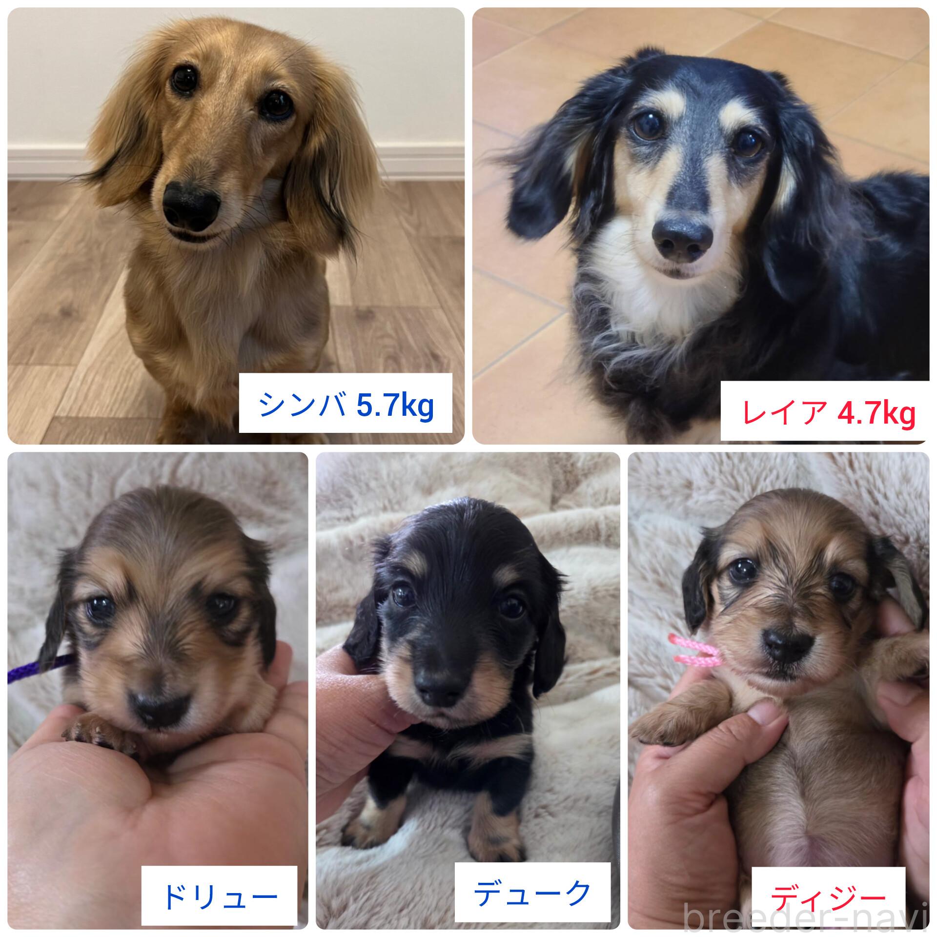 販売中の東京都のミニチュアダックスフンド(ロングヘアード)-390066の3枚目