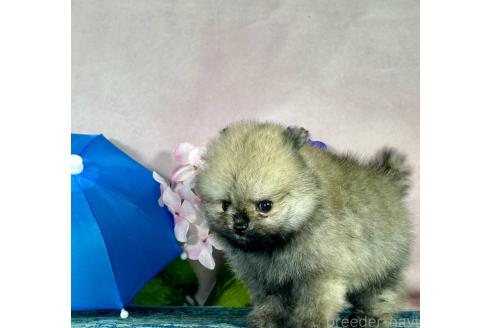 販売中の京都府のポメラニアン-385673の34枚目