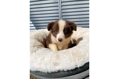 販売中の茨城県のボーダーコリー-383022の3枚目