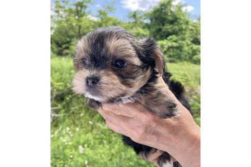 販売中の福島県のミックス犬-385032の7枚目