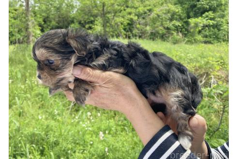 販売中の福島県のミックス犬-385032の6枚目