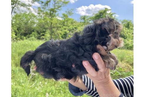 販売中の福島県のミックス犬-385032の5枚目