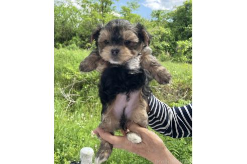 販売中の福島県のミックス犬-385032の4枚目