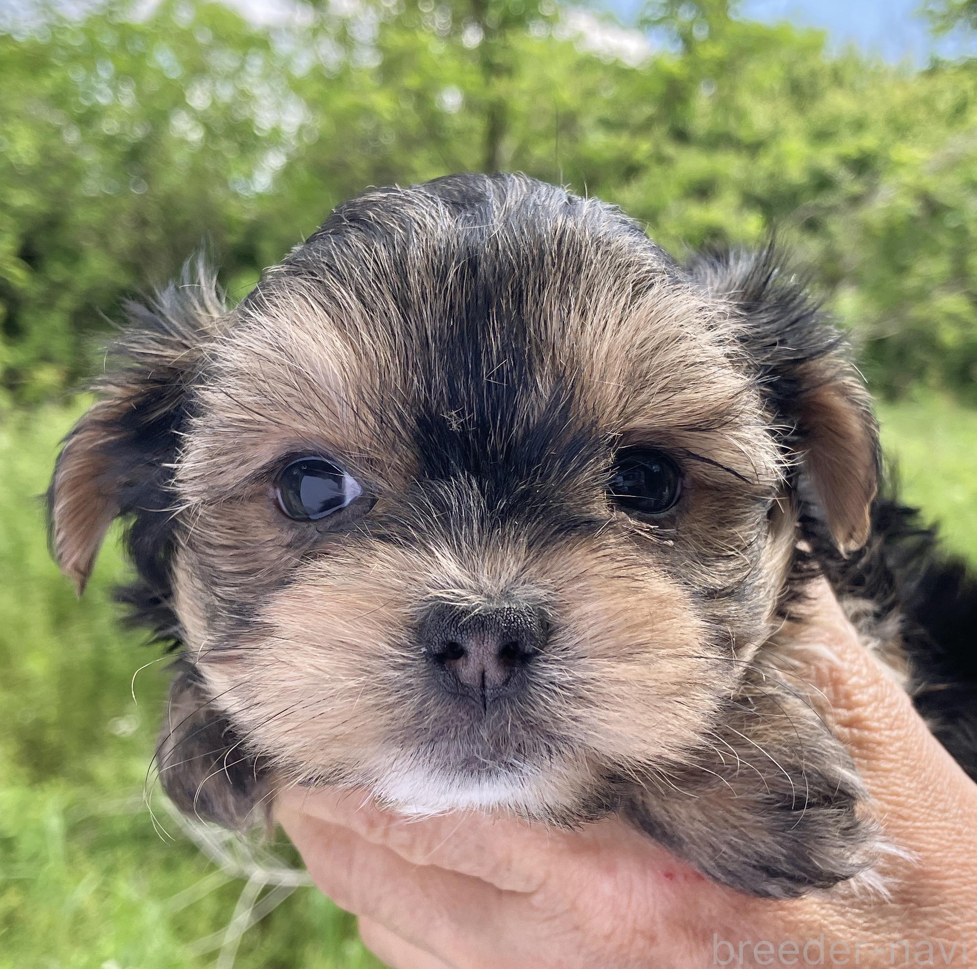 販売中の福島県のミックス犬-385032の2枚目