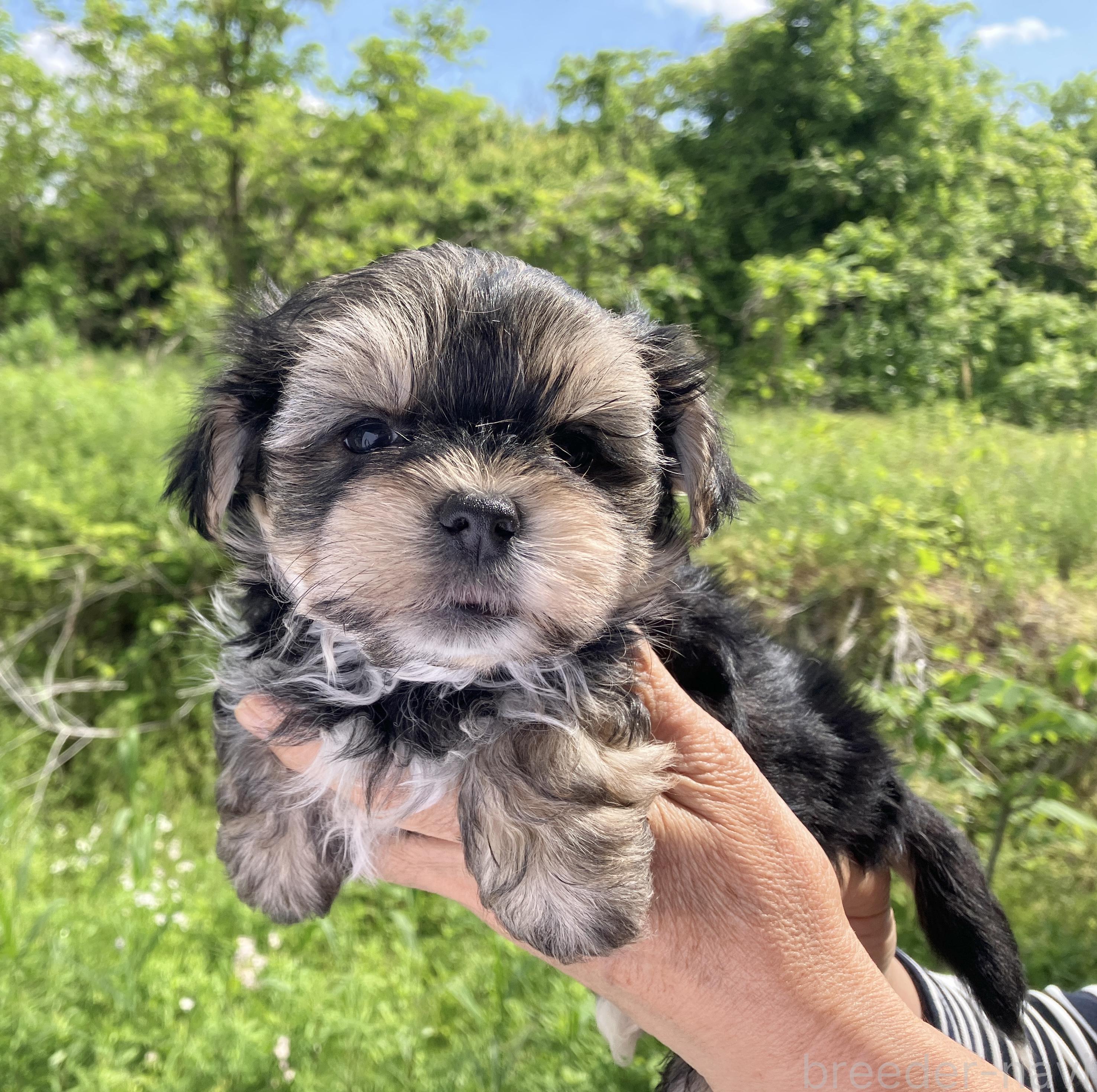 販売中の福島県のミックス犬-385031の6枚目