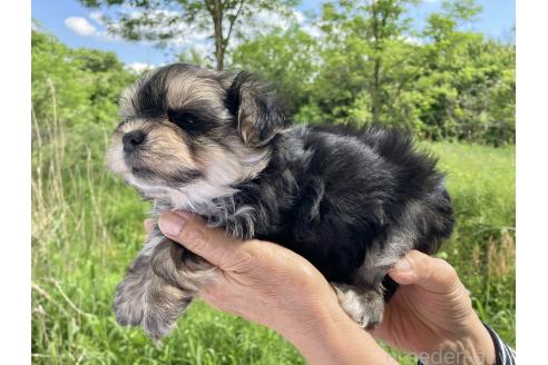 販売中の福島県のミックス犬-385031の4枚目