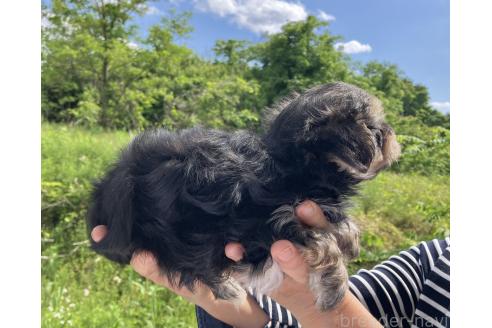 販売中の福島県のミックス犬-385031の3枚目