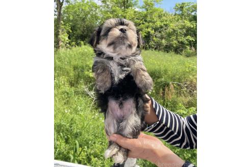 販売中の福島県のミックス犬-385031の2枚目