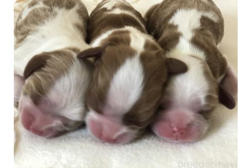 販売中の青森県のキャバリアキングチャールズスパニエル-390093の5枚目