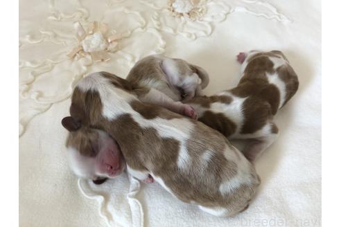 販売中の青森県のキャバリアキングチャールズスパニエル-390093の3枚目
