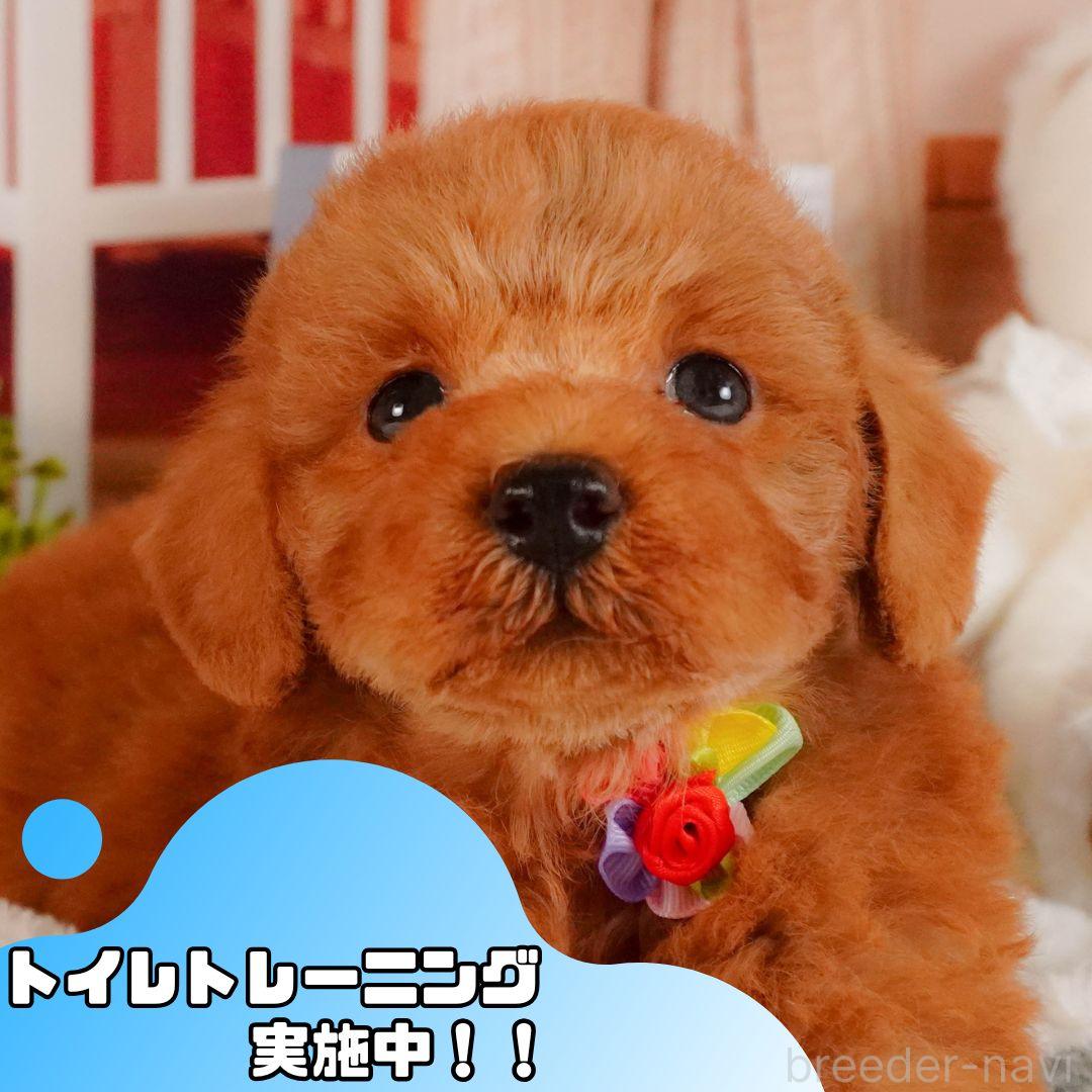 成約済の静岡県のトイプードル-383014の1枚目