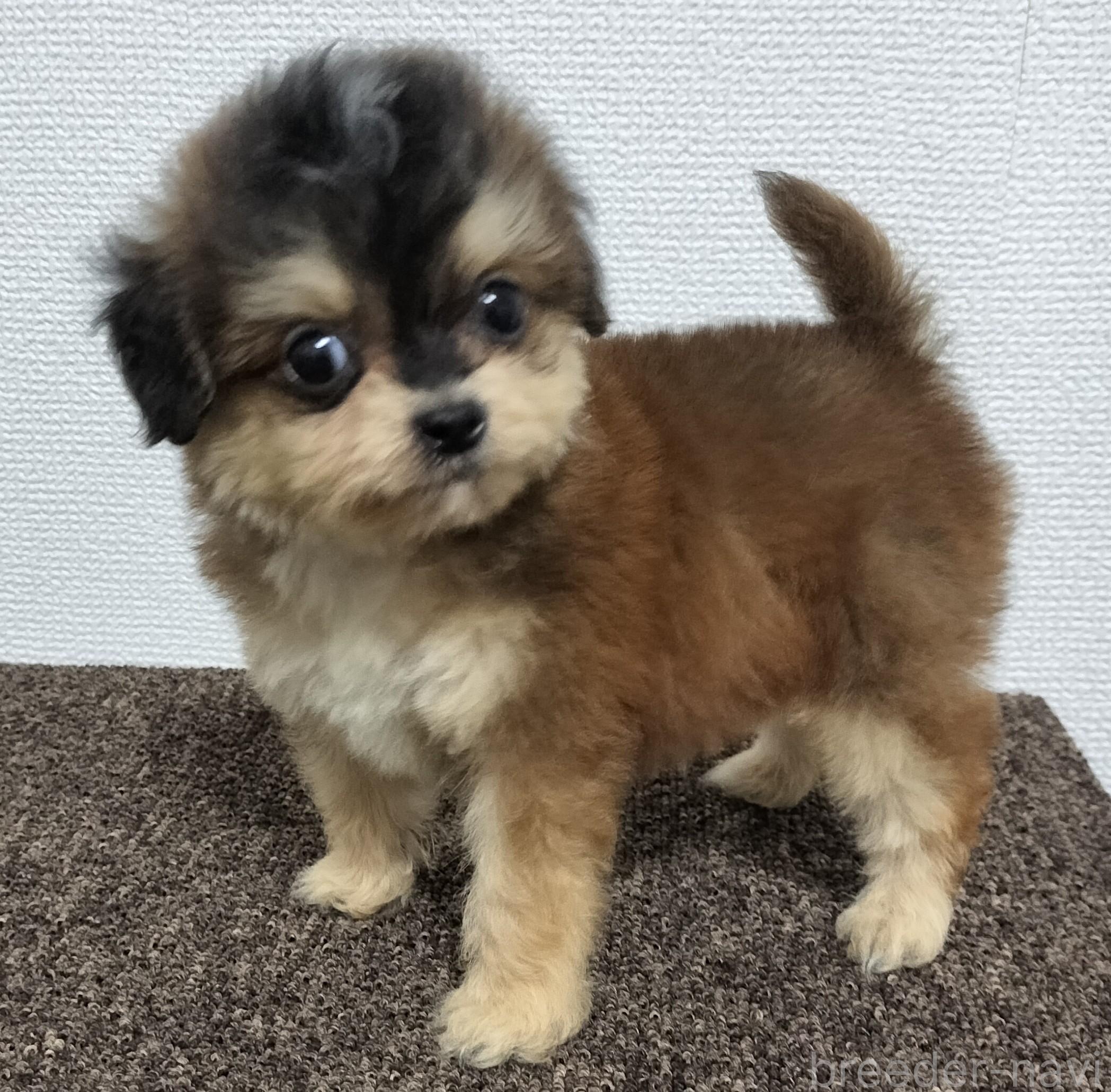 販売中の岐阜県のチワプー:チワワ×トイプードル-390108の1枚目