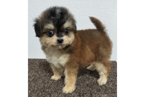 販売中の岐阜県のチワプー:チワワ×トイプードル-390108の3枚目