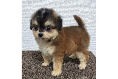 販売中の岐阜県のチワプー:チワワ×トイプードル-390108の2枚目