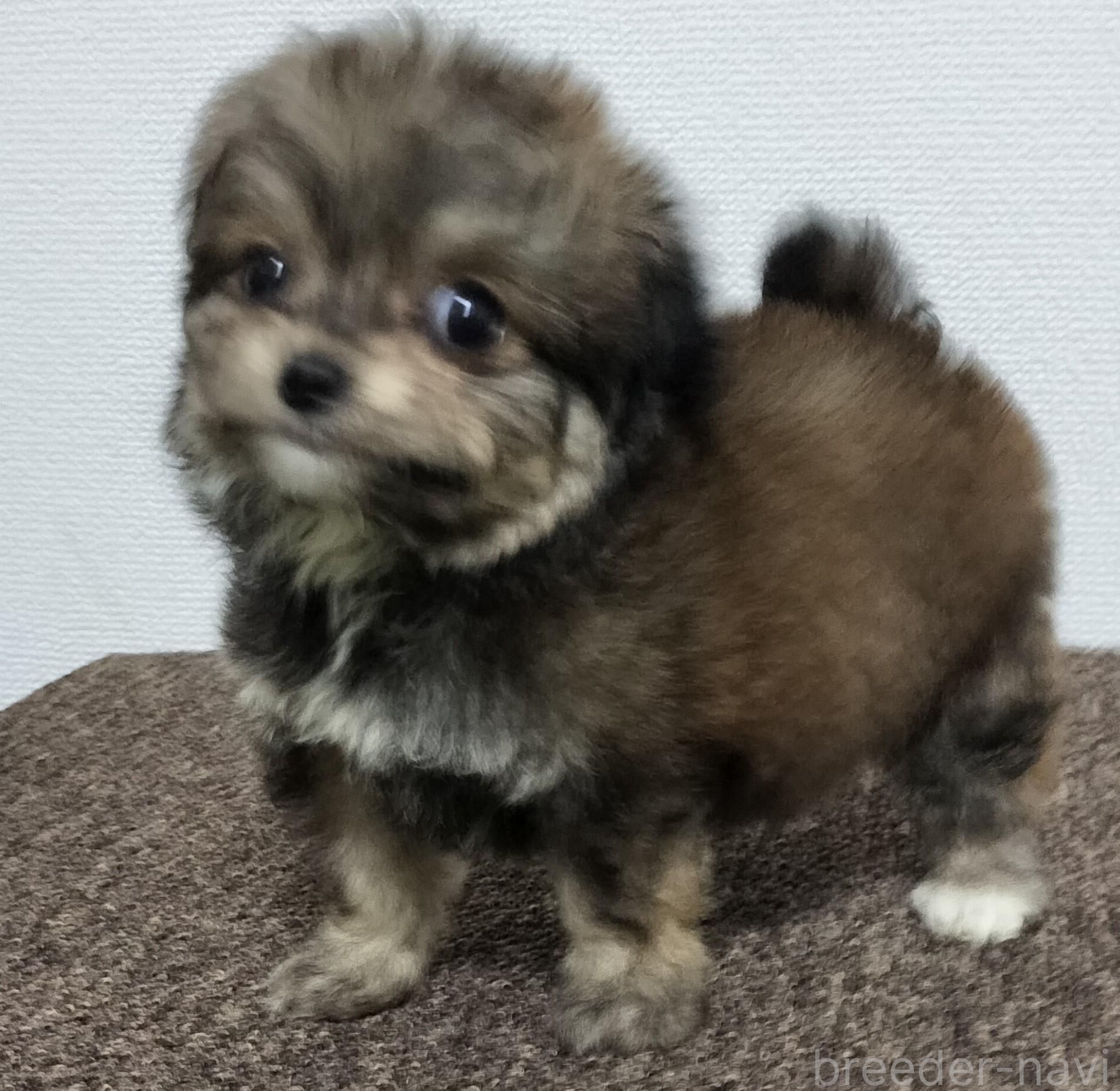 販売中の岐阜県のチワプー:チワワ×トイプードル-390109の1枚目