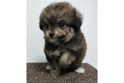 販売中の岐阜県のチワプー:チワワ×トイプードル-390109の4枚目