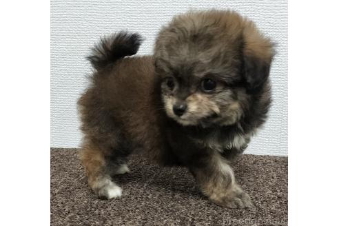 販売中の岐阜県のチワプー:チワワ×トイプードル-390109の3枚目