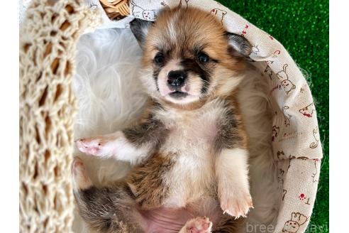 販売中の茨城県のウェルシュコーギーペンブローク-390121の3枚目