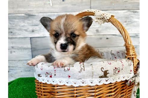 販売中の茨城県のウェルシュコーギーペンブローク-390121の1枚目