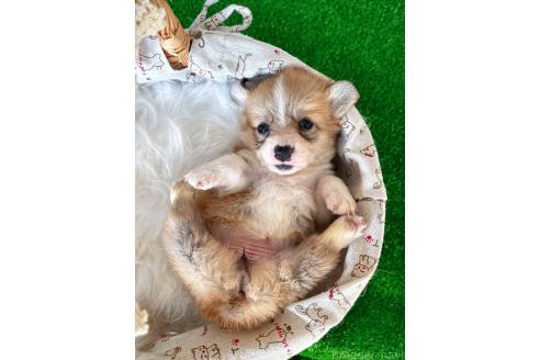 販売中の茨城県のウェルシュコーギーペンブローク-390124の2枚目