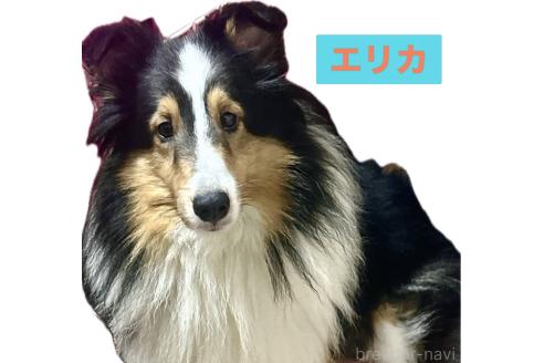 商談中の愛知県のシェットランドシープドッグ(シェルティ)-387425の3枚目