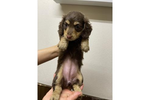 販売中の千葉県のミニチュアダックスフンド(ロングヘアード)-390158の4枚目