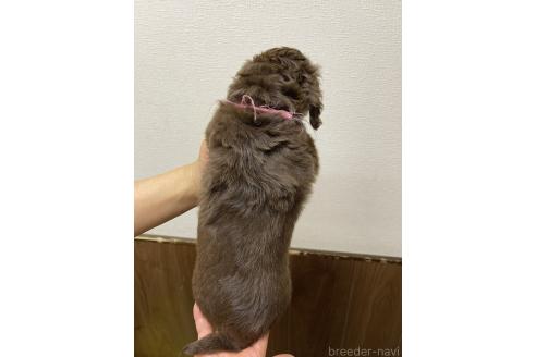 販売中の千葉県のミニチュアダックスフンド(ロングヘアード)-390158の3枚目