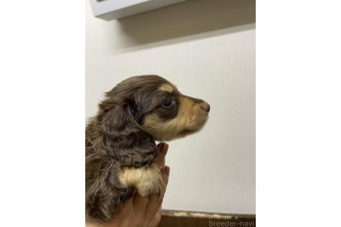 販売中の千葉県のミニチュアダックスフンド(ロングヘアード)-390158の2枚目