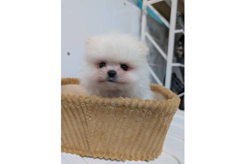 販売中の愛知県のポメラニアン-390161の4枚目