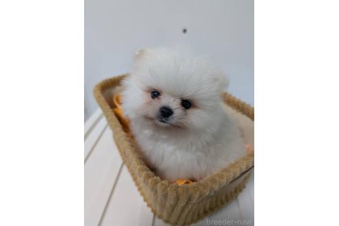 販売中の愛知県のポメラニアン-390161の5枚目