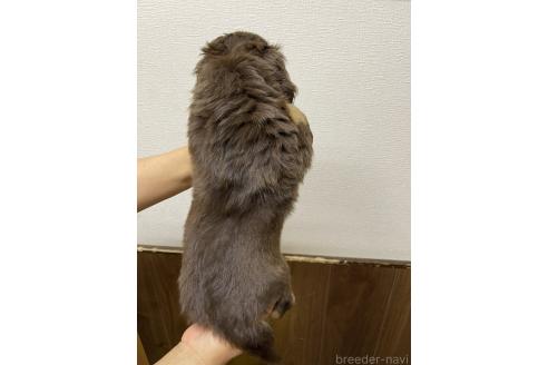 販売中の千葉県のミニチュアダックスフンド(ロングヘアード)-390164の3枚目