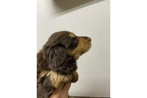 販売中の千葉県のミニチュアダックスフンド(ロングヘアード)-390164の2枚目