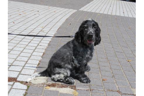 成約済の山口県のイングリッシュコッカースパニエル-376569の13枚目