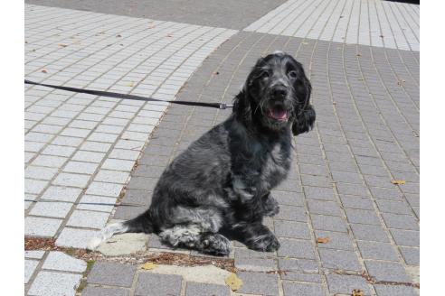 成約済の山口県のイングリッシュコッカースパニエル-376569の9枚目