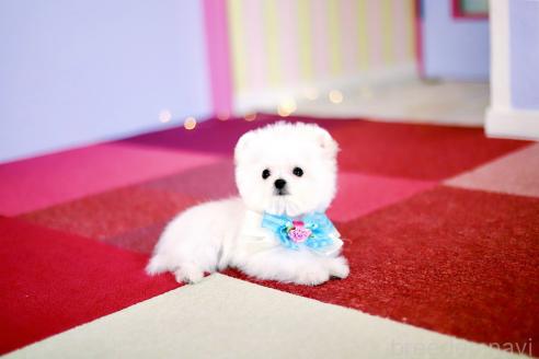 販売中の北海道のポメマル:ポメラニアン×マルチーズ-381841の5枚目