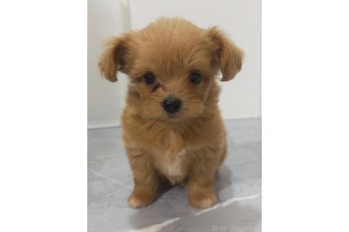 商談中の宮崎県のマルプー:マルチーズ×トイプードル-390169の1枚目