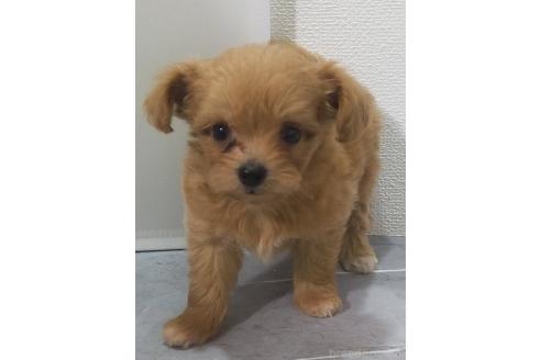 商談中の宮崎県のマルプー:マルチーズ×トイプードル-390169の2枚目