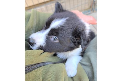 販売中の千葉県のミックス犬-388044の28枚目