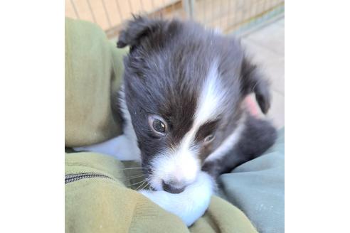 販売中の千葉県のミックス犬-388044の26枚目