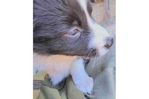 販売中の千葉県のミックス犬-388044の25枚目
