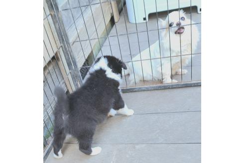 販売中の千葉県のミックス犬-388044の23枚目