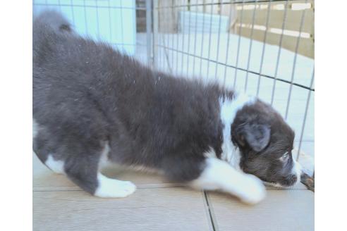 販売中の千葉県のミックス犬-388044の21枚目