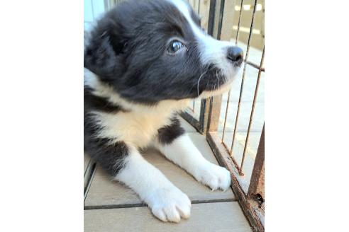 販売中の千葉県のミックス犬-388044の20枚目