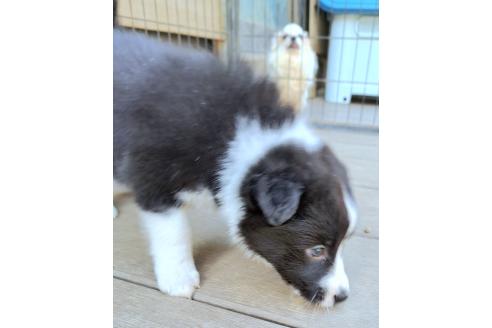 販売中の千葉県のミックス犬-388044の19枚目