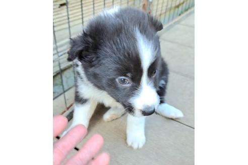 販売中の千葉県のミックス犬-388044の18枚目