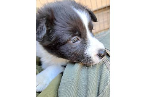 販売中の千葉県のミックス犬-388044の17枚目