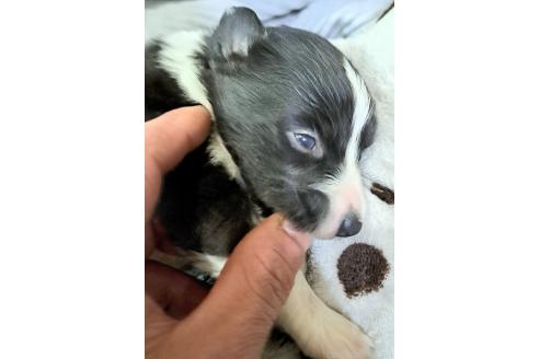 販売中の千葉県のミックス犬-388044の15枚目