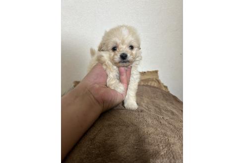 販売中の埼玉県のポメマル:ポメラニアン×マルチーズ-390179